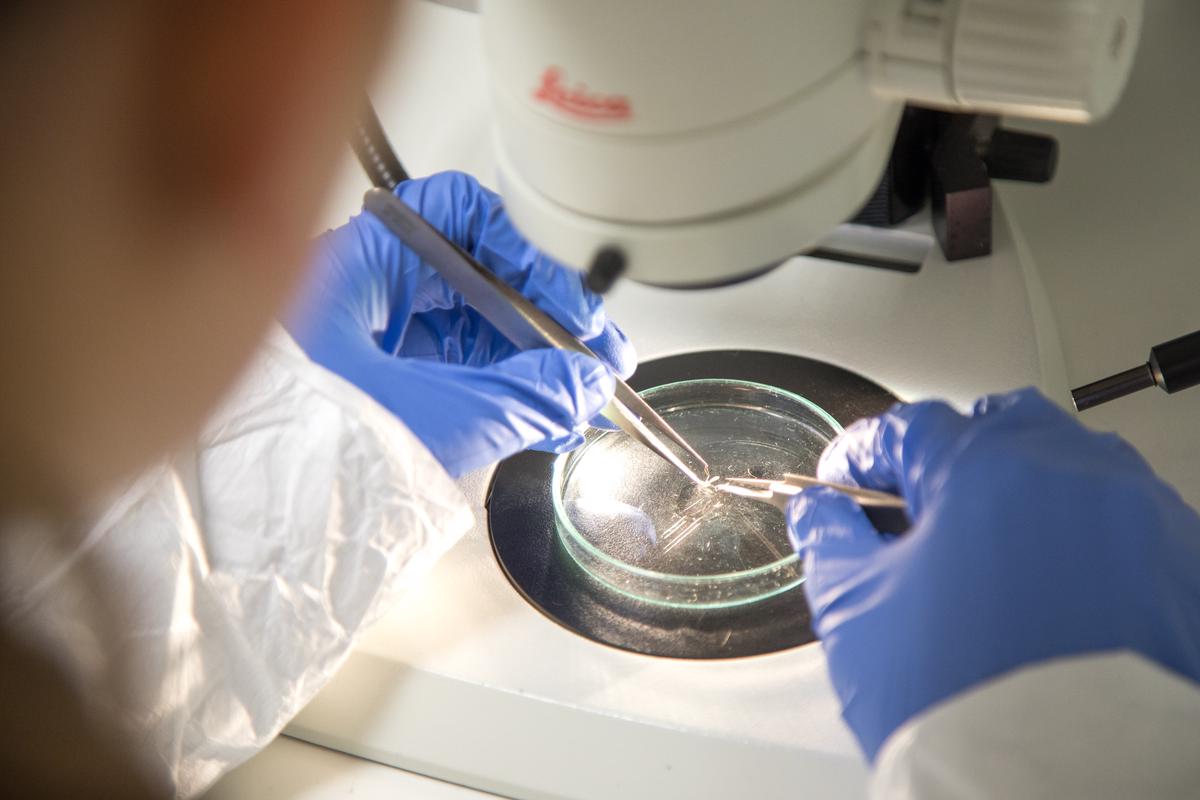 Overview of research in the lab Howick Lab